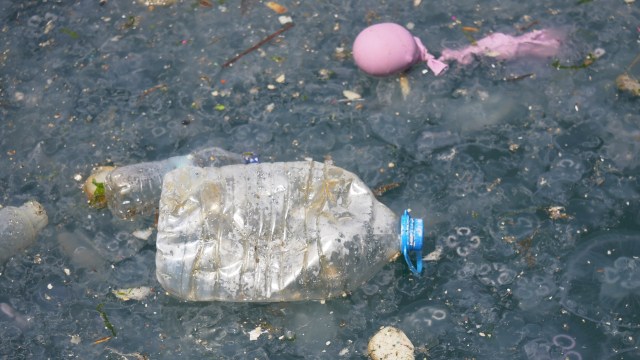 The study found that viruses in the plastisphere carry out a process called horizontal gene transfer. In that process, viruses transfer genes between potential pathogens like bacteria.