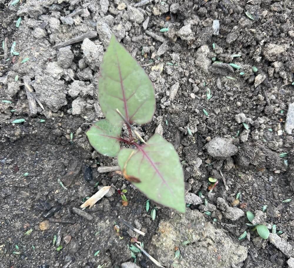 Discovering Japanese knotweed in your yard can be a nightmare. One homeowner shared his experience and got some surprising advice.