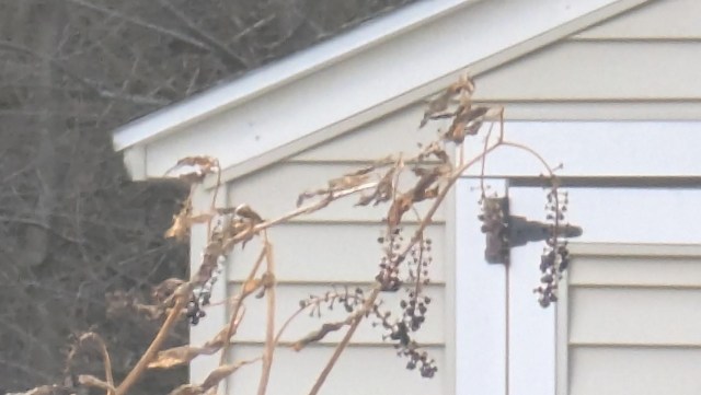 One clever Redditor got to see how their native lawn attracted bluebirds to feast on pokeweed berries — even in the winter.