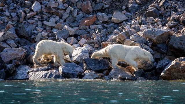 A recent study found changes in the expression of DNA of polar bears living in warmer areas, raising concerns about habitat loss in the Arctic.