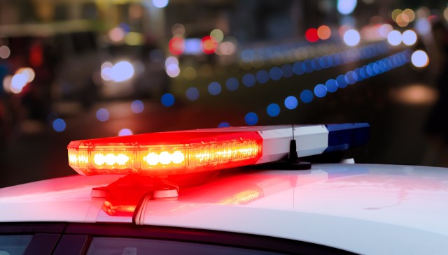 Red sanders have a high market value, which is why they're one of the most heavily trafficked protected woods in the world.