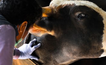 More than 100 pounds of plastic were removed from the stomach of a pregnant cow in India.