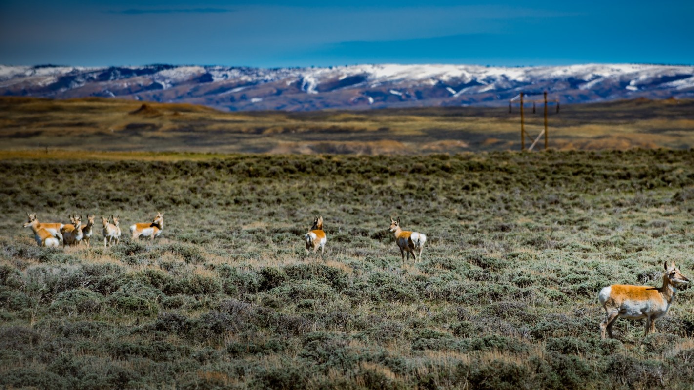 The relocation of 100 pronghorns from Nevada to Washington marks an incredible conservation victory.