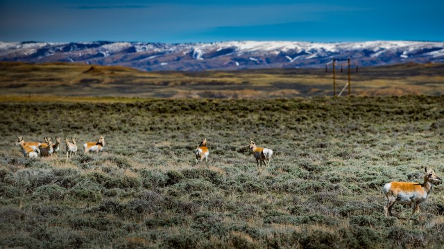 The relocation of 100 pronghorns from Nevada to Washington marks an incredible conservation victory.