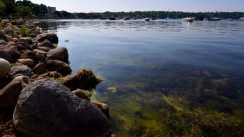 Quagga mussels have taken over Lake Geneva, significantly altering the ecosystem and threatening local infrastructure.