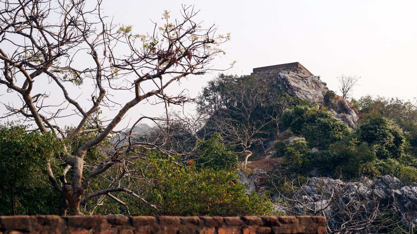 The Rajgir Hills have become an important sanctuary for endangered species of birds, including Indian vultures and griffon vultures.