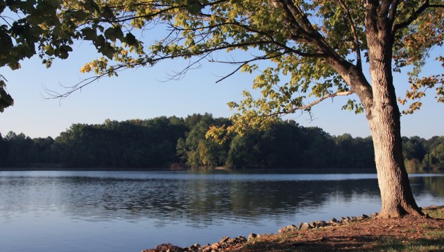 After more than three decades of absence, Tennessee is preparing to welcome back the red-cockaded woodpecker.
