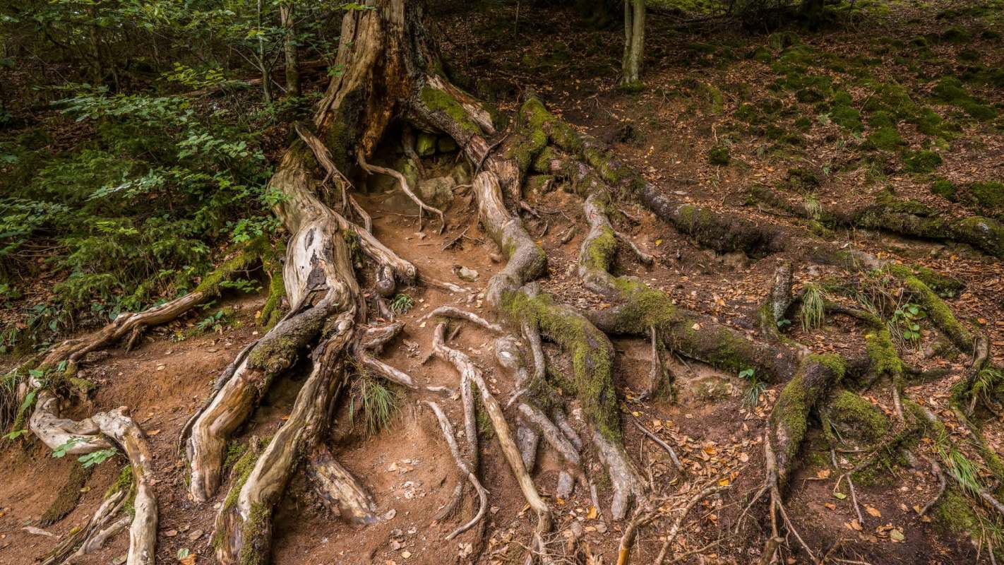 A Reddit user shared pictures of a red maple tree with its roots flaring above ground due to the long-term effects of volcano mulching.