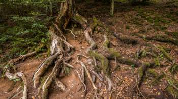 A Reddit user shared pictures of a red maple tree with its roots flaring above ground due to the long-term effects of volcano mulching.
