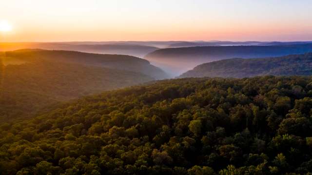 Red oaks are one family of trees in Arkansas's bottomland hardwood forests — ecosystems defined by periodic, human-managed flooding.