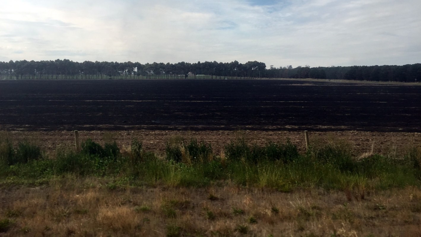 Authorities in South Australia are on the hunt for an escaped red-whiskered bulbul, a tropical songbird now on the state's most wanted list.