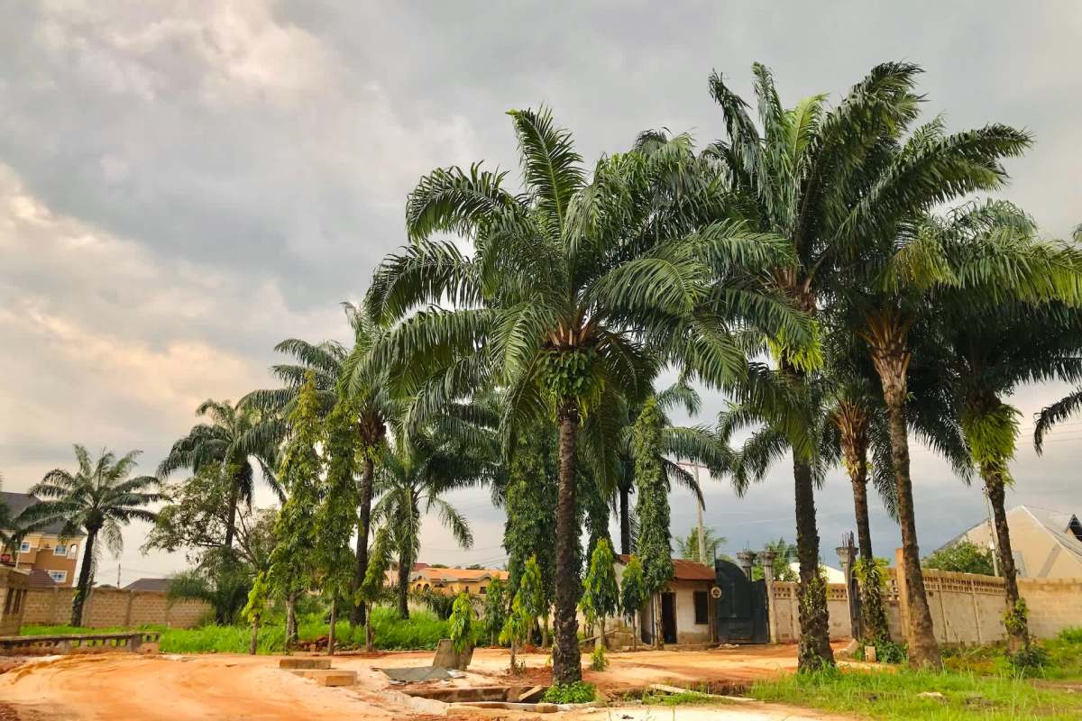 Wildlife experts in Nigeria are celebrating after rescuing and beginning rehabilitation of a baby elephant found wandering alone in an oil palm plantation.