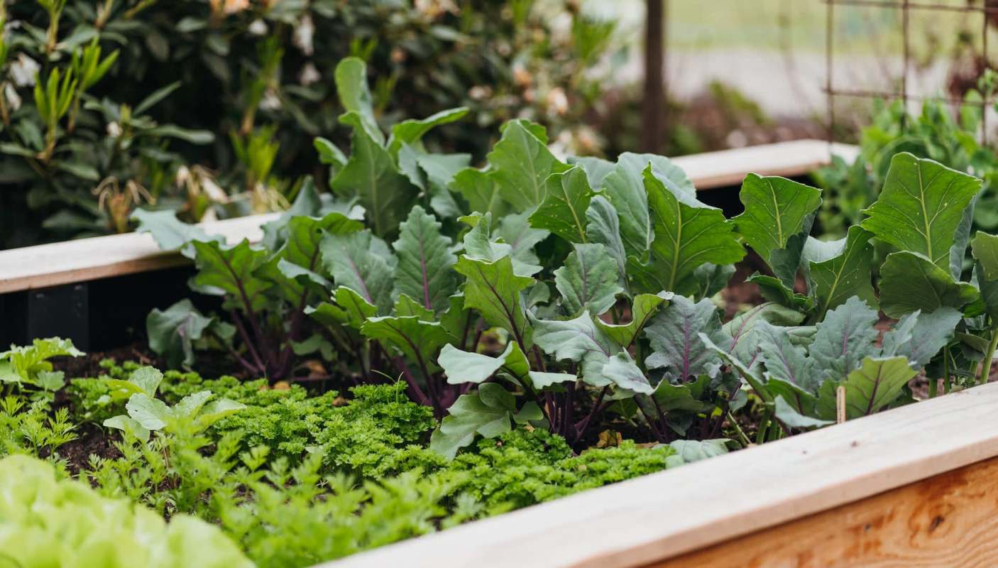 One gardener showed how she used sheet mulching to create a weed barrier for garden beds, without using any chemicals.