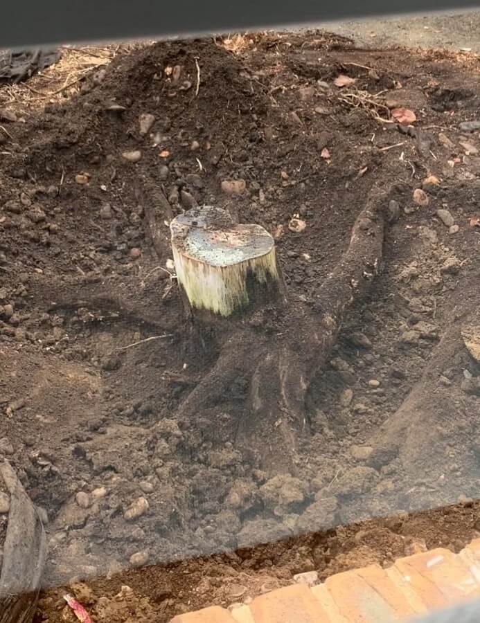 One enthusiastic gardener shared their amazing experience with transforming their yard into a native plant garden.