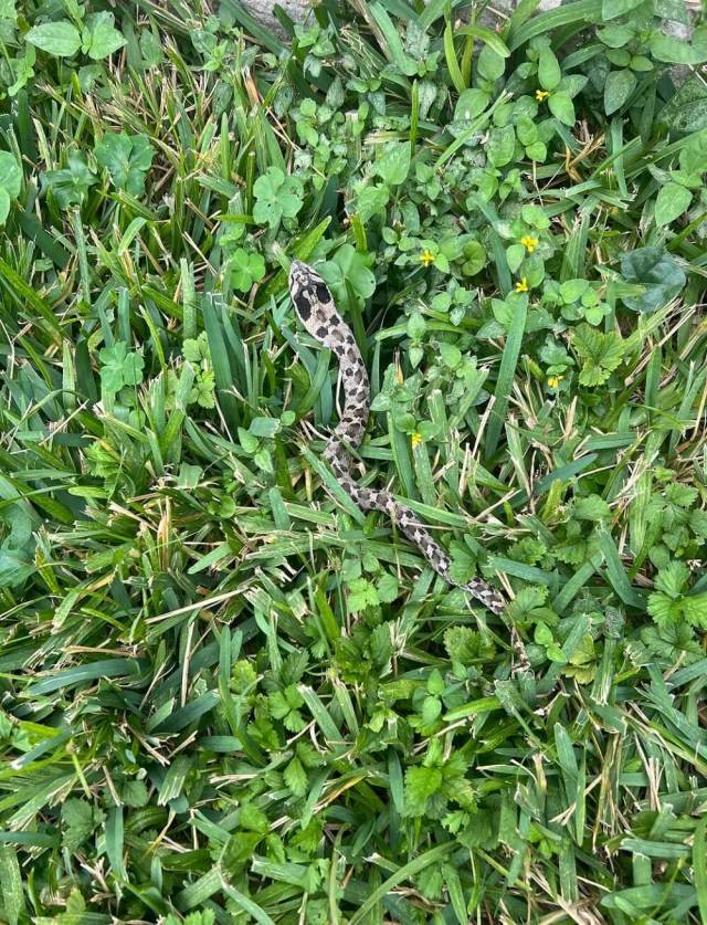One Redditor was surprised to find eastern hog-nosed snakes living in their yard — and other Redditors were envious.