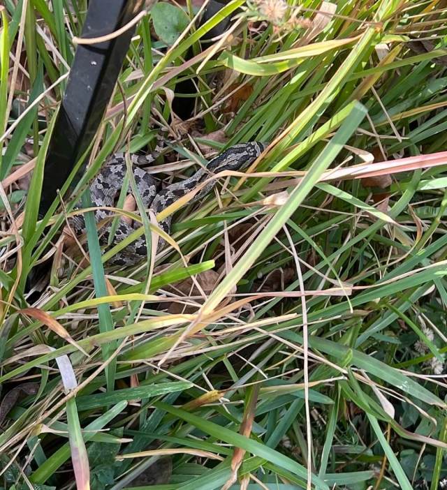 One Redditor was surprised to find eastern hog-nosed snakes living in their yard — and other Redditors were envious.