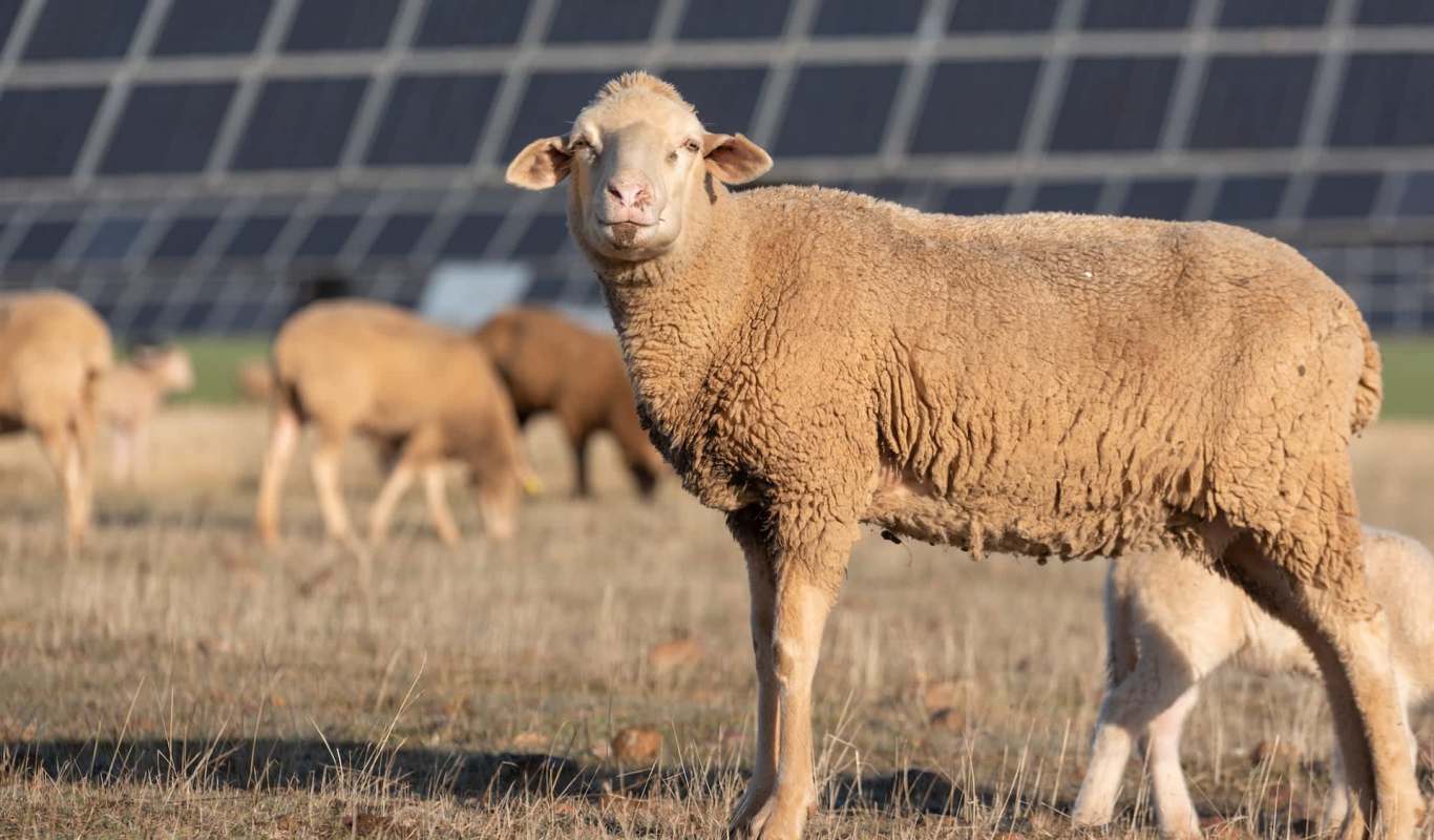 Sheep farmers in Britain are finding an unexpected lifeline through solar grazing, where flocks feed on grass growing under energy panels.