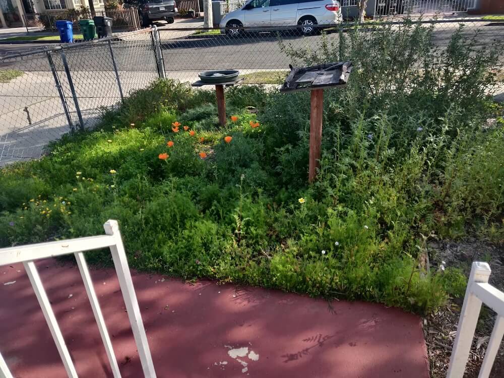 A landlord was all for their tenants creating a native yard, helping to dispel the notion that all landlords are unreasonable.