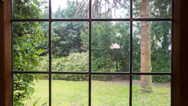 One gardener was surprised and delighted to find a spotted bush snake in their lawn — and the TikTok video is going viral.