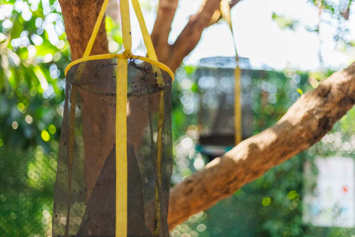 One neighbor was perplexed when another was breeding spotted lanternflies, but Reddit came to the rescue.