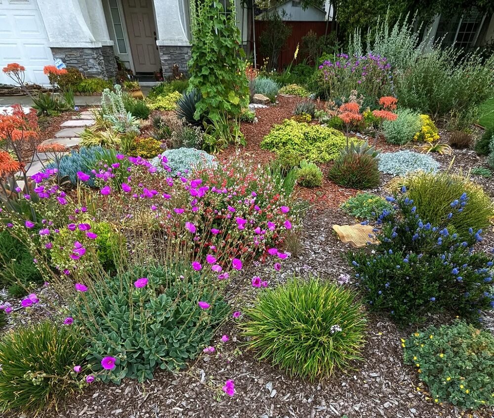 The no-lawn movement is on the rise, but seeing is believing. A Redditor shared photos of a stunning no lawn in Northern California.