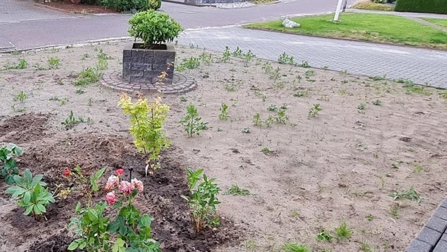 One gardener shared their incredible lawn transformation, transitioning from a barren stone monoculture to a thriving garden.