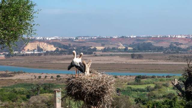 Billions of birds migrate, but recent observations have uncovered a startling discovery: Storks are skipping migration and are staying in Iğdir, Turkey.