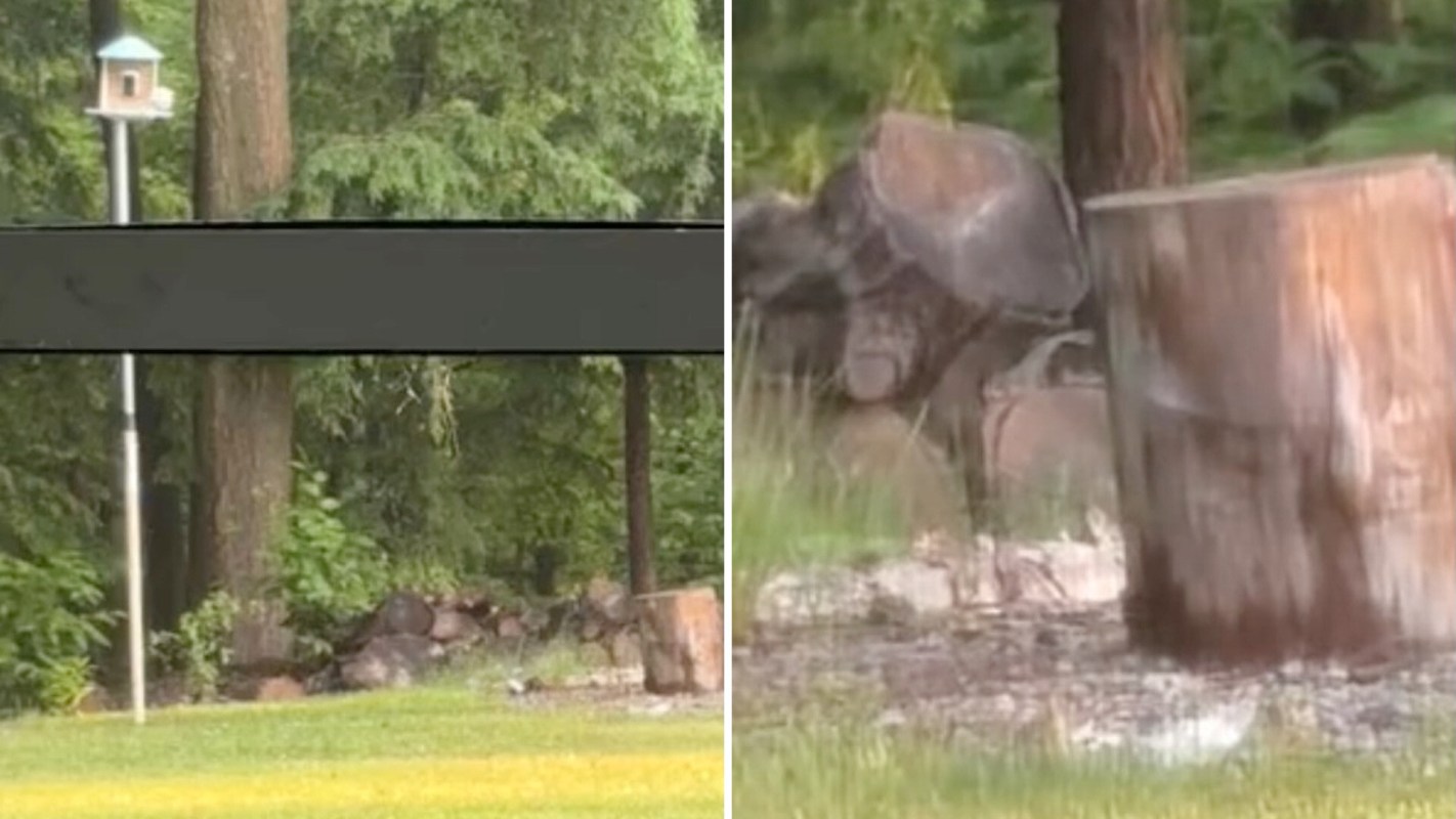 Ontario artist Briony Douglas had a unique backyard visitor that might be familiar to classic-cartoon fans.