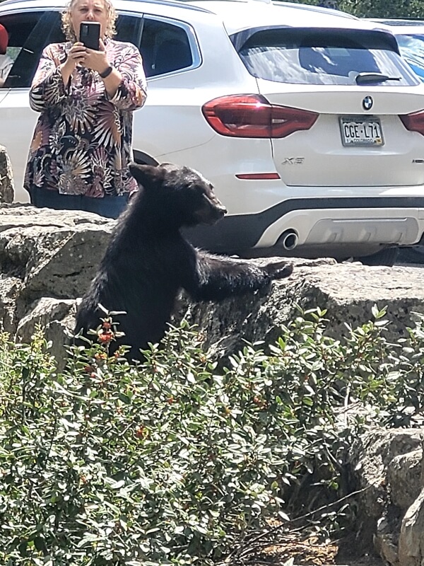 A recent post on r/yellowstone stirred up quite a debate after one park visitor was caught on camera getting a little too close to a bear's cub.