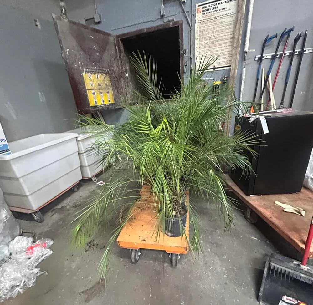 A Home Depot employee said plants must be thrown out instead of discounted or composted.