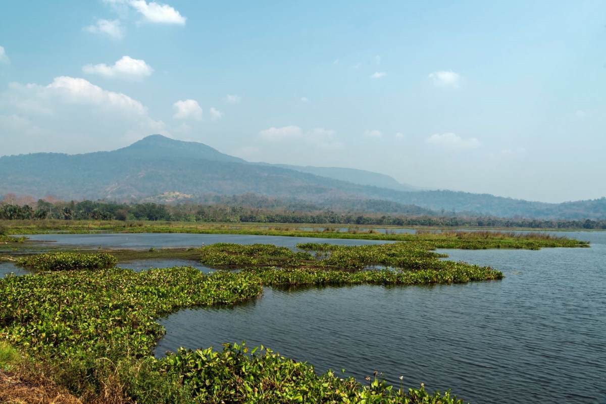 A young male tiger was captured by tourists on video near a mountainous lookout in the Wang Nam Khiao district, prompting concern from officials.