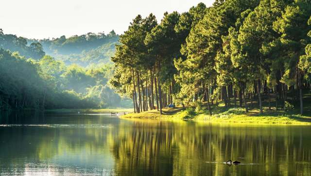 Tigers are returning to Thailand, and here's how conservation organizations are helping them make a comeback.