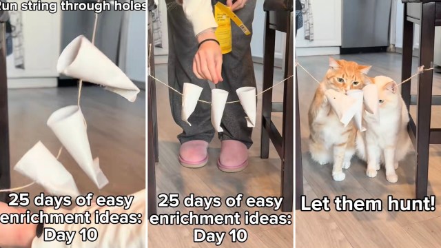 One clever TikToker found a genius way to repurpose toilet paper rolls while creating a fun toy for their cats.