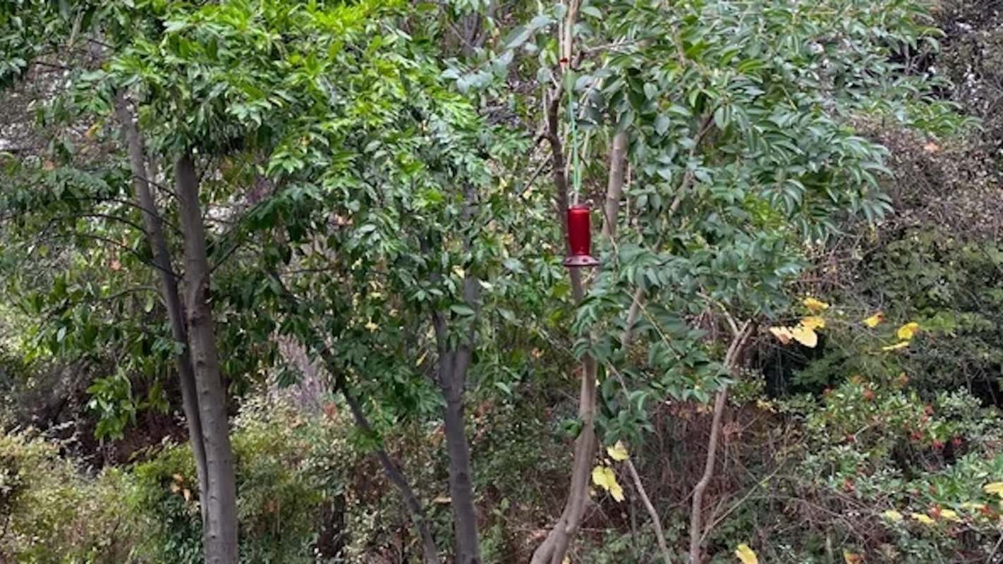 A Redditor posted to the r/arborists community with a troubling situation: someone next door had topped trees growing on their property.