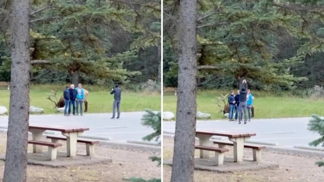 A video shows a group of tourists in Jasper National Park, Alberta, Canada, getting far too close to a wild elk for a photo.