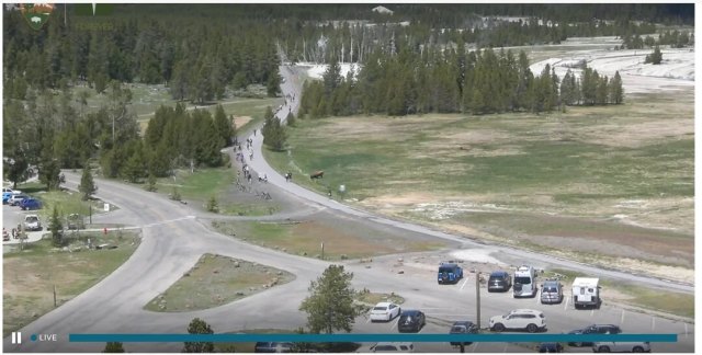 One Reddit user shared several screenshots, taken at Yellowstone National Park's Old Faithful webcam, of multiple tourists violating the 25-yard rule with a wild bison.
