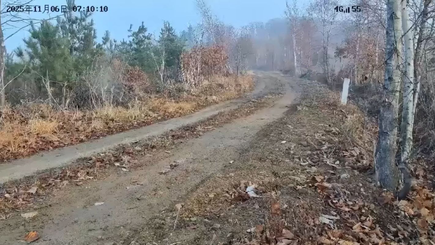 Motion-activated cameras in Northeast China's Tiger and Leopard National Park just captured stunning footage of an Amur tigress and her five cubs.