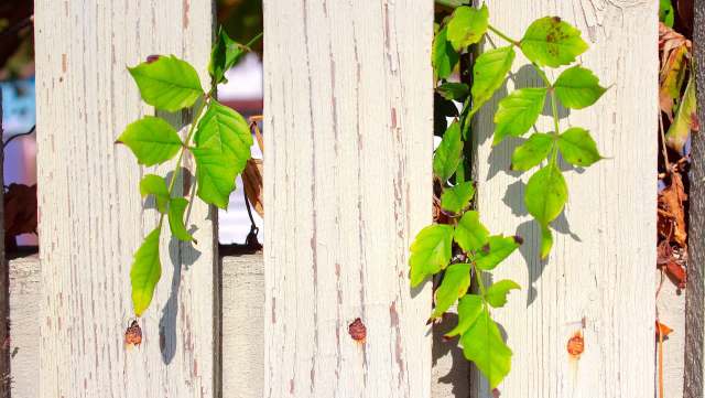 A homeowner's dispute with a neighbor is sparking outrage in the r/TreeLaw subreddit community.