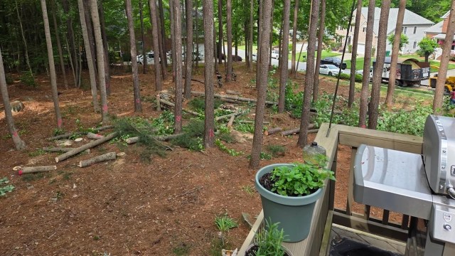 Redditors were shocked by a homeowner's decision to remove dozens of trees on their property to install a turf lawn.