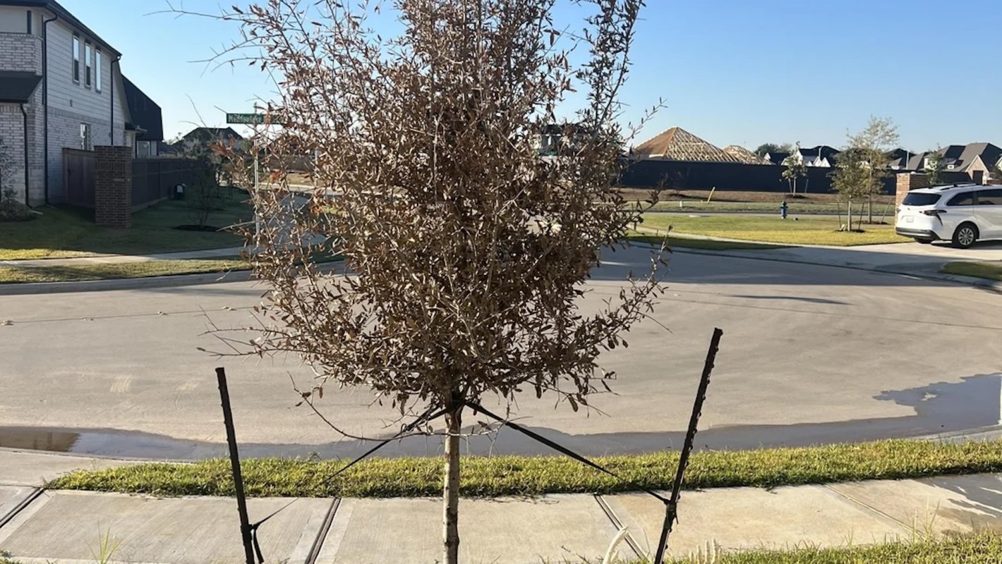 One clueless new homeowner was overmulching his lawn when people advised him on how to save a tree's sapling.