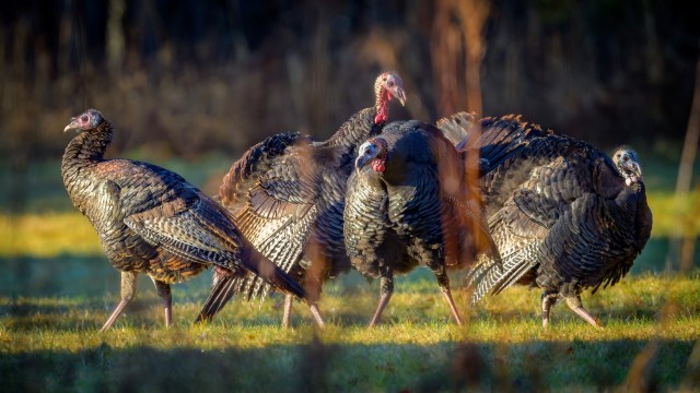 A common pastime has a hidden impact on the breeding activity of wild turkeys.
