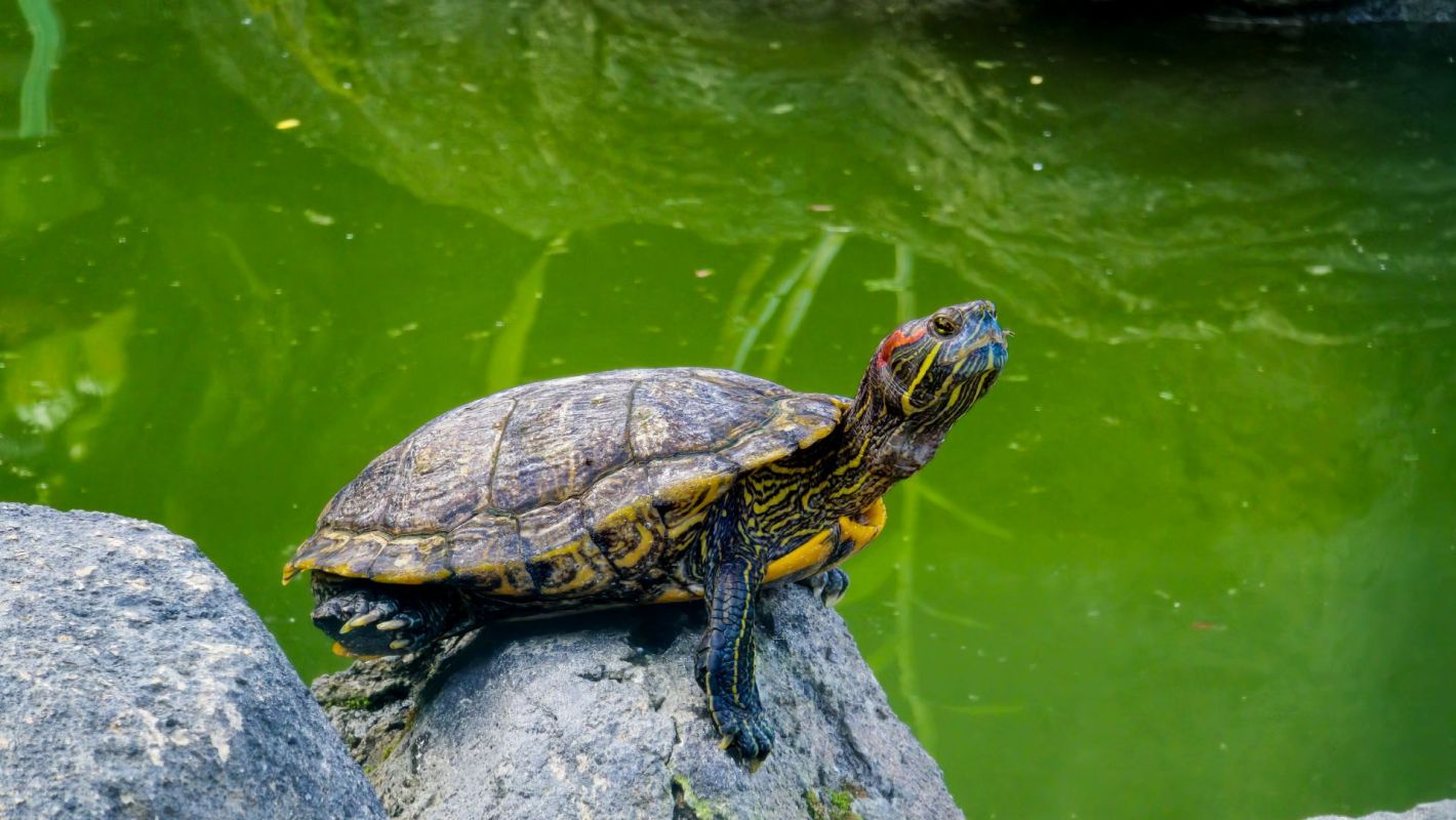 To protect the River Murray's turtles, a team in South Australia has turned to four-legged allies.