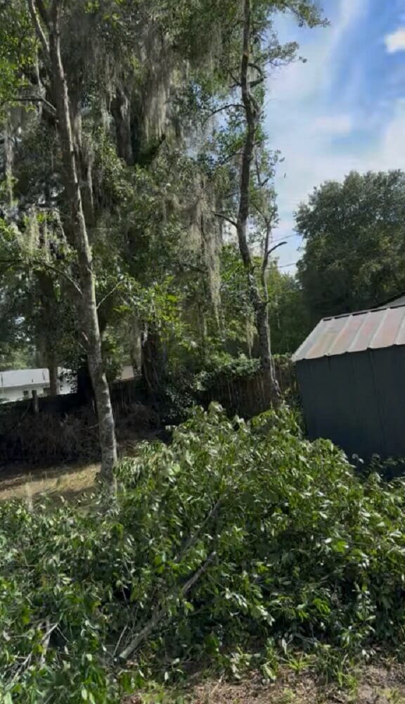 One Redditor's shared a frustrating story about how their neighbor is causing tree-law problems.