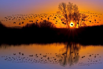 One researcher is trying to understand why some vagrant birds appear far from their usual migratory routes.