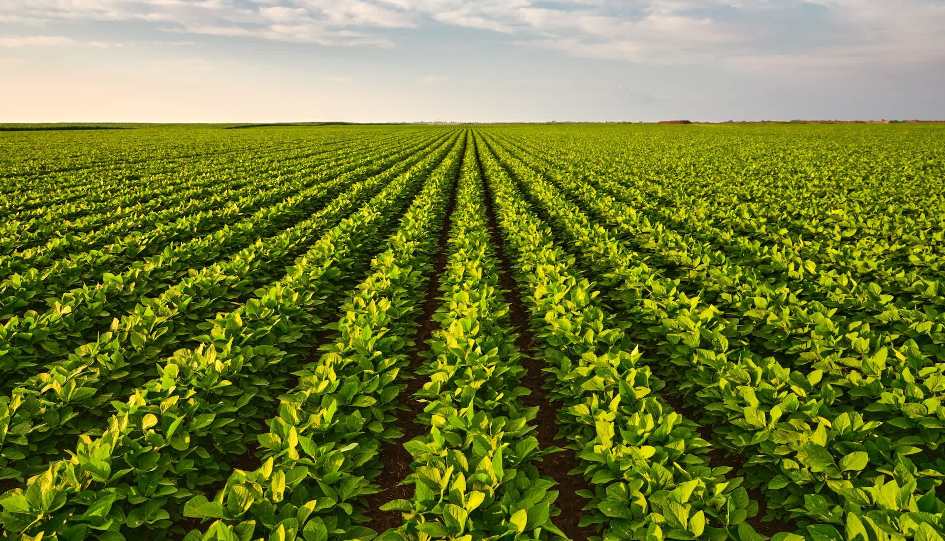 Farmers issue warning as vegetable prices skyrocket: 'It's difficult'