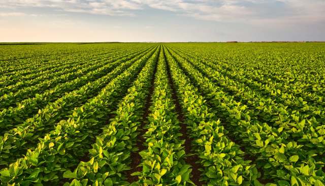 Heavy rainfall in Malaysia is affecting crop yields and causing vegetable prices to soar.