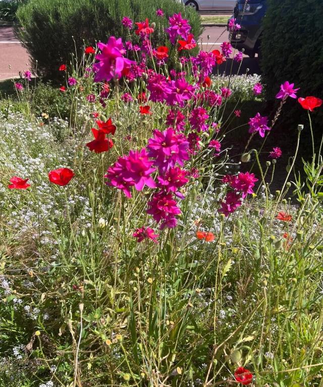 This Reddit post showed a 97-year-old's stunning garden, and people were stunned by the beautiful photos shared.