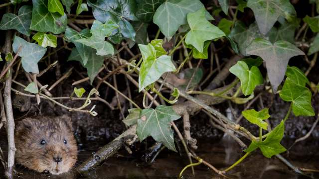 A project designed to protect river animals by eradicating large numbers of minks has led to increased water vole populations.