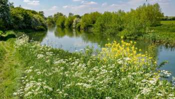 Water voles are swimming through a British river system again after going undetected for close to two decades.