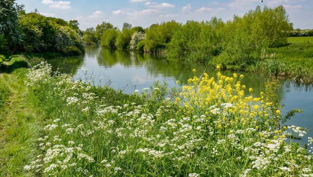 Water voles are swimming through a British river system again after going undetected for close to two decades.